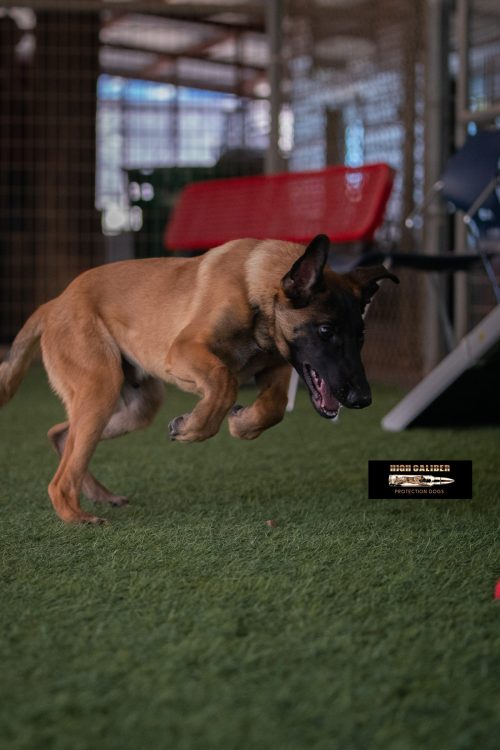 High Caliber Protection Dogs (@highcaliberprotectiondogs